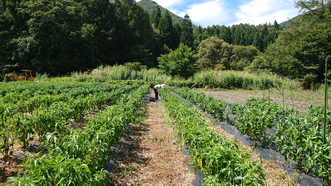 北志賀高原の畑から美味しい野菜が届きました