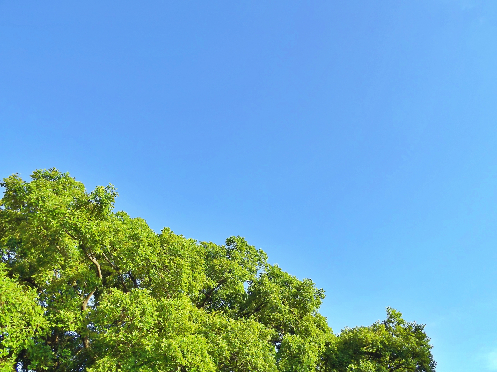 顔のアトピーとデジタルデトックスのお話